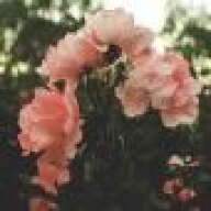 strongflower