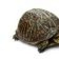 War_Turtle