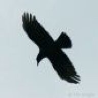 prismaticcrow