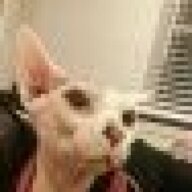 sphynx