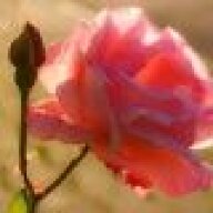 RoseLeaf