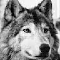 Alternate Wolf