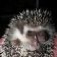 porkyspine
