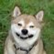 Hazelwolf