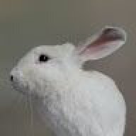 Viscacha