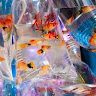carnevilfish
