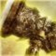 Lotius