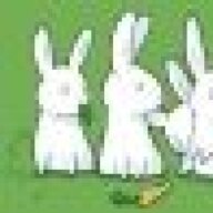 rabidrabbit