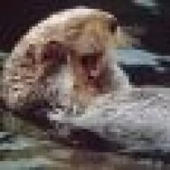 River Otter