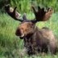Meanmoose