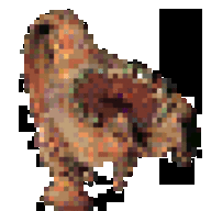 Dingoman013