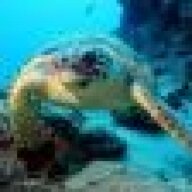 YurdleTheTurtle