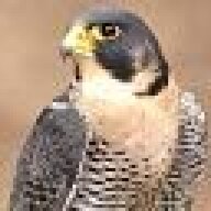 PeregrineFalcon