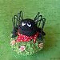 Arachnella