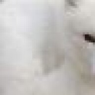 Arctic Fox