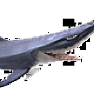 Lamnidae