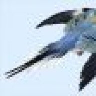 Gordominus