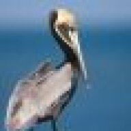beefpelican