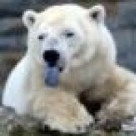 bigolbear