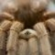 wikicated