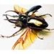 scarab7