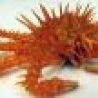King Crab