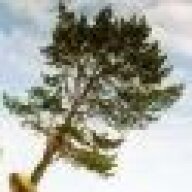 treefallcomplete