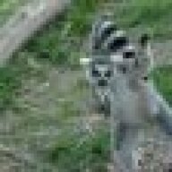 Lemur_Ninja