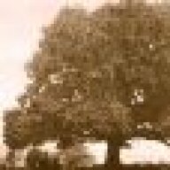 Under The Chestnut Tree