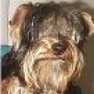 Zhougdog