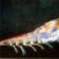 Over_Krill