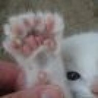 kitten feet