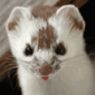Bogwhiskers