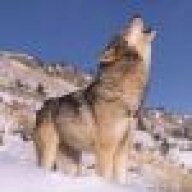 A Bearded Wolf