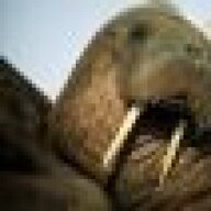 walrus8