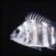 Convictfish