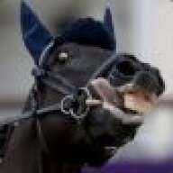 Undomesticated Equine
