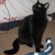 Jupeycat