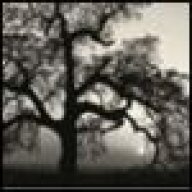 Whitewillow