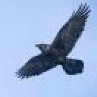 Raven191