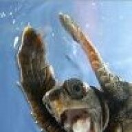 happy_turtle