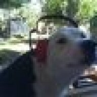 Dog Wednesday