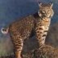 Don't Poke My Bobcat