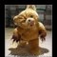 Bearitude