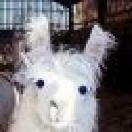 Sneaky llama