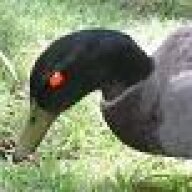 Wereduck