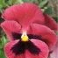 The Pink Pansy