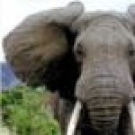 Pelephant