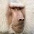 Monkeybald
