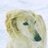 Saluki_princess